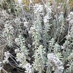 Teucrium dunense List