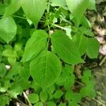 Staphylea trifolia Leaf