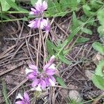 Polygala comosa Hábito