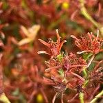 Hypericum triquetrifolium Fruit