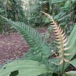 Blechnum occidentale برگ