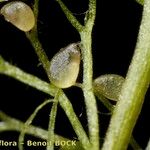 Utricularia minor Кора