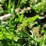 Capsella bursa-pastoris Flor