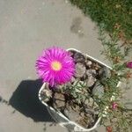 Delosperma cooperi花