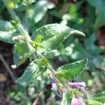 Echium rosulatum Likasa