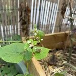 Fagopyrum tataricum ফল