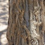 Boscia senegalensis 树皮