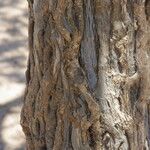 Boscia senegalensis Bark