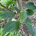 Bourreria huanita Leaf