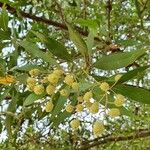 Conocarpus lancifolius Fruit