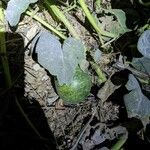 Cucurbita foetidissima Blad