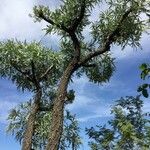 Cussonia paniculata Hábito