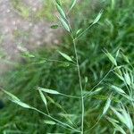 Bromus commutatus Leaf