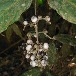 Psychotria deflexa Fruit