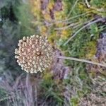 Allium commutatum Flower