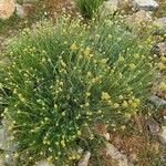 Helichrysum italicum Хабит