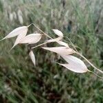 Avena sterilis 葉