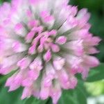 Trifolium pratenseFlower