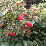 Abutilon megapotamicumFlors