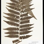 Cyathea cyatheoides Folla