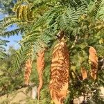 Albizia harveyi Плод