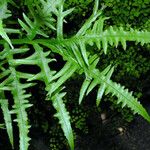 Pteris multifida Blad