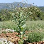 Vaccaria hispanica 形態