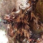 Goniothalamus dumontetii Flor