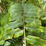 Thelypteris serrata Leaf