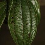 Miconia tschudyoides Blad