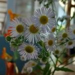 Erigeron speciosusBlüte