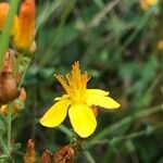 Hypericum pulchrumFlor