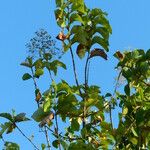 Tectona grandis Fruit