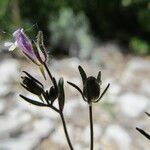 Chaenorhinum rubrifolium Flower