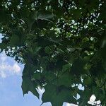 Acer cappadocicum পাতা