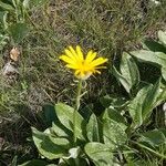 Senecio provincialis Leaf