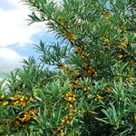 Hippophae rhamnoides Frucht