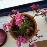 Lewisia cotyledonFlower