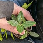 Peperomia quadrangularis Hoja