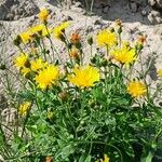 Hieracium sabaudum Hàbitat