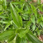 Salvia farinacea Blad