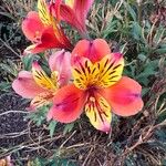 Alstroemeria ligtuFlower