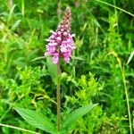 Stachys palustrisŽiedas