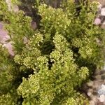 Lepidium virginicum Lapas