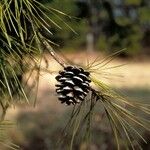 Pinus echinata Fruto