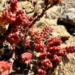 Sedum andegavense Цветок