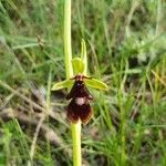 Ophrys insectifera 花