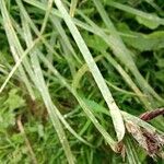 Cyperus rotundus Leaf