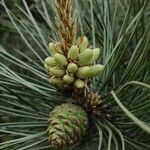 Pinus tabuliformis Blomma