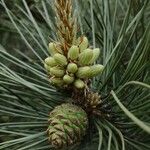 Pinus tabuliformis Flors